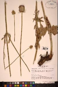 Image of Dipsacus dipsacoides