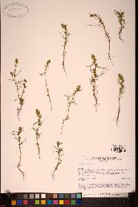 Image of Artemisia palustris