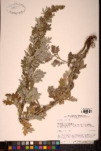 Image of Artemisia opulenta