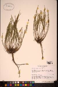 Image of Artemisia gracilescens