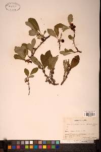 Image Associated With the Occurence