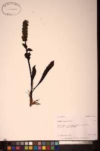Image Associated With the Occurence