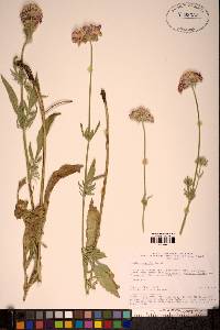 Image of Scabiosa songarica
