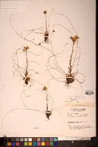 Media resource of Saxifraga fragilis