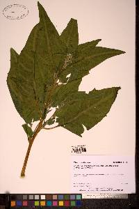 Image Associated With the Occurence