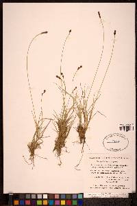 Carex lachenalii image