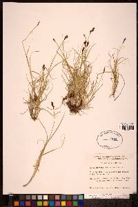 Carex lachenalii image