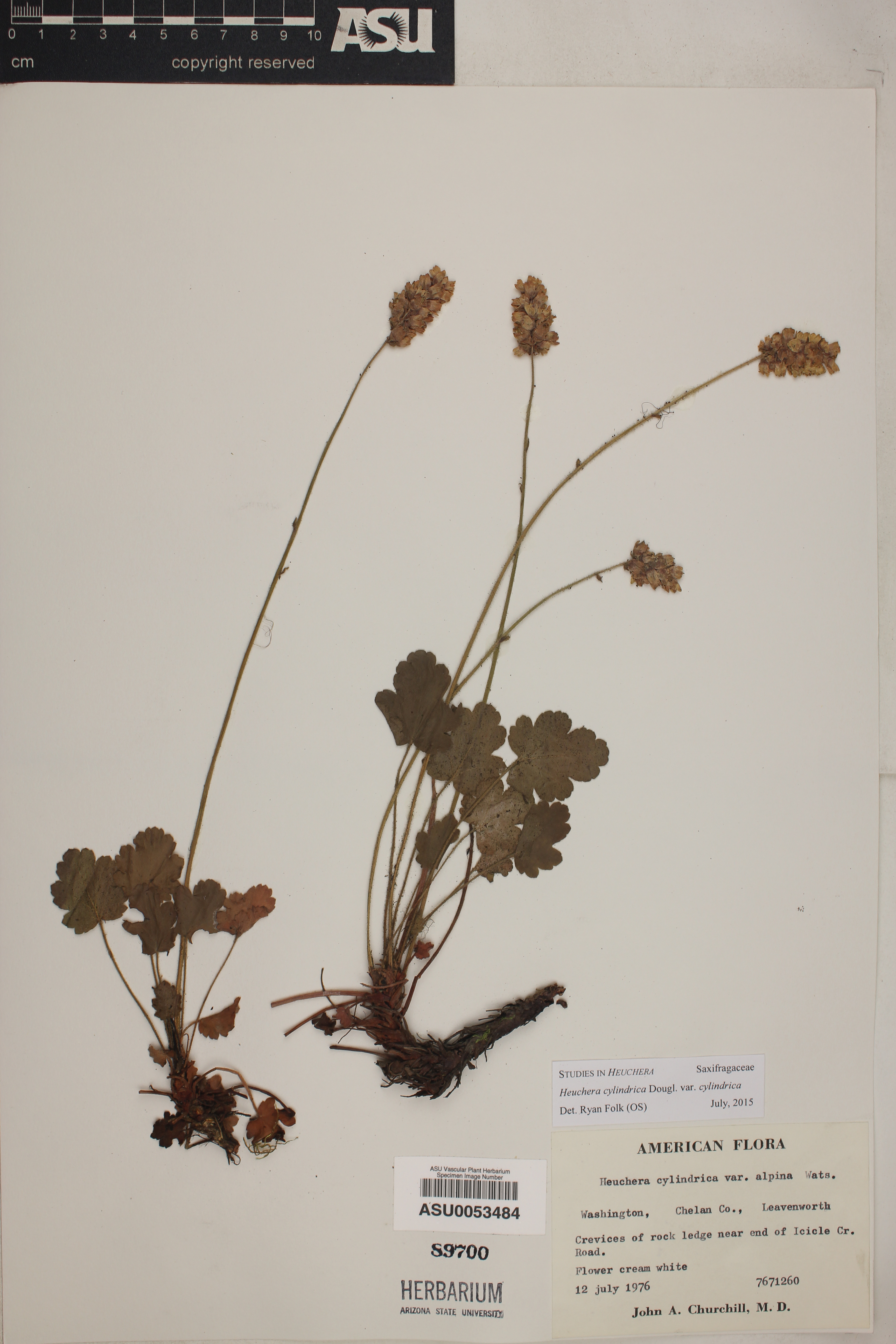 Heuchera cylindrica image