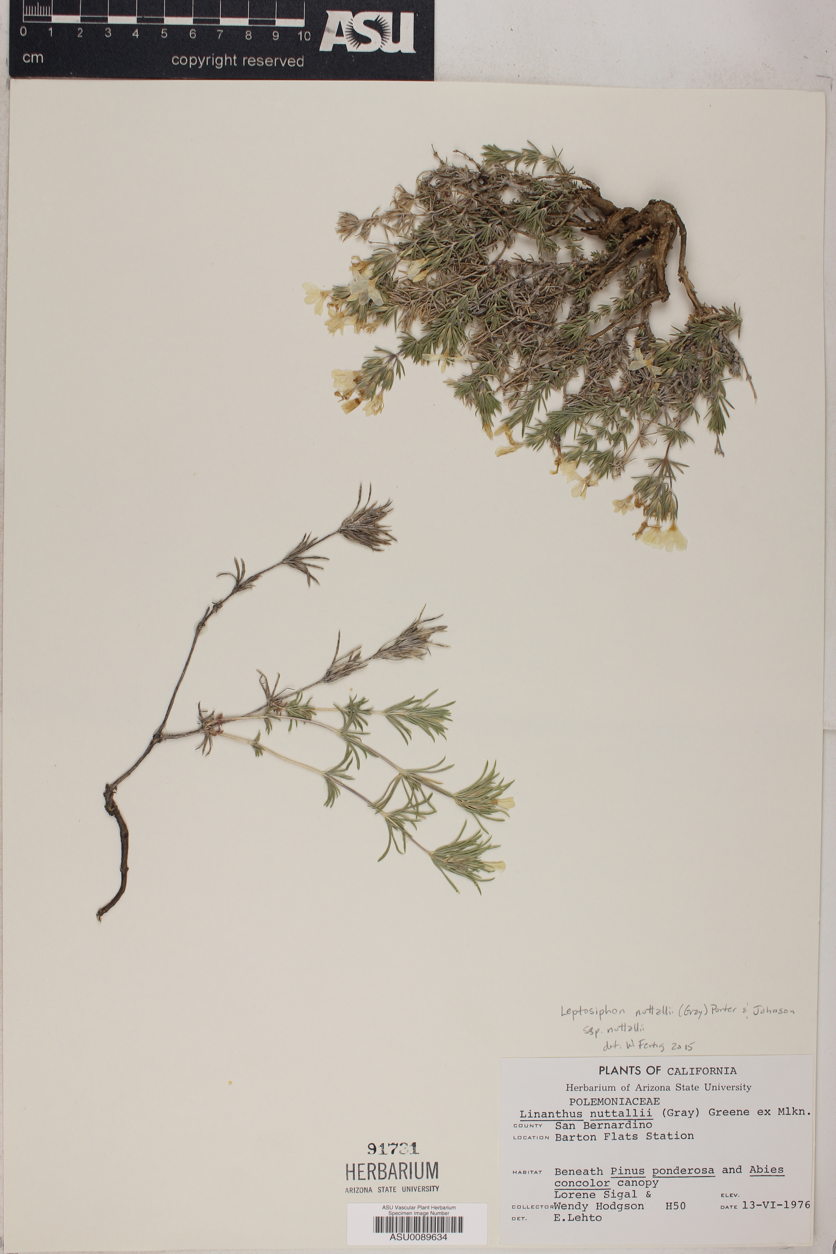 Leptosiphon nuttallii var. howellii image