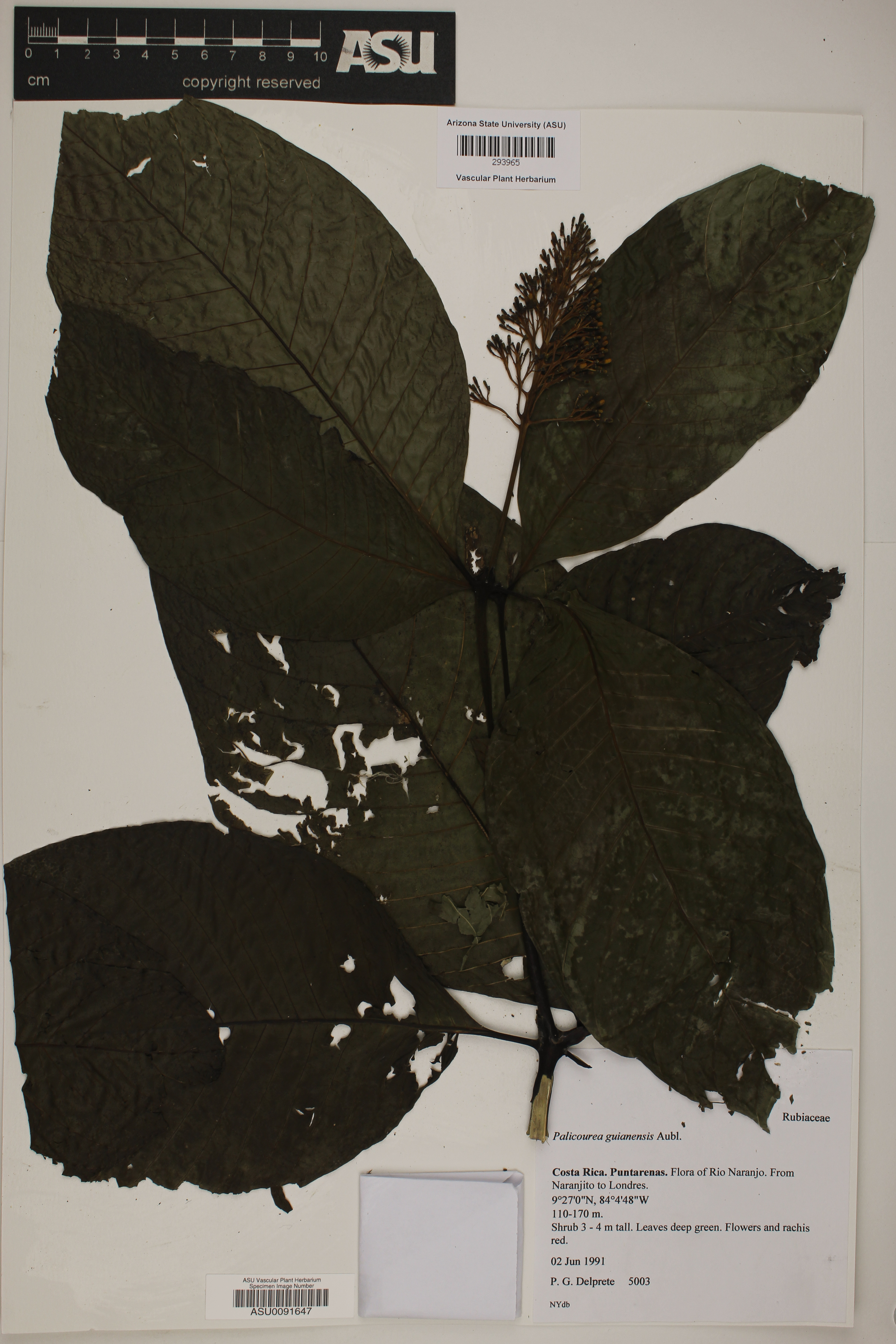 Palicourea guianensis image