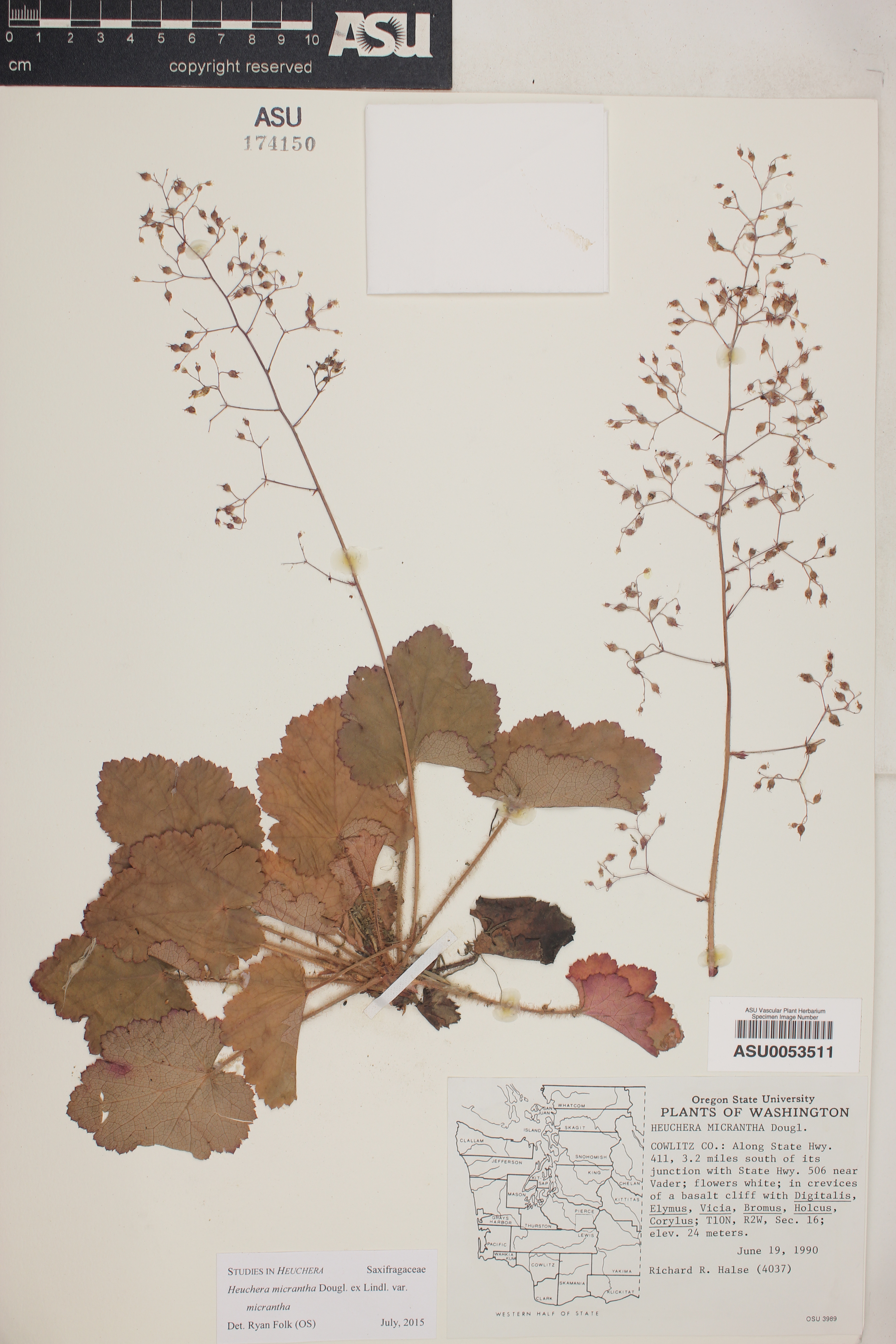 Heuchera micrantha var. micrantha image