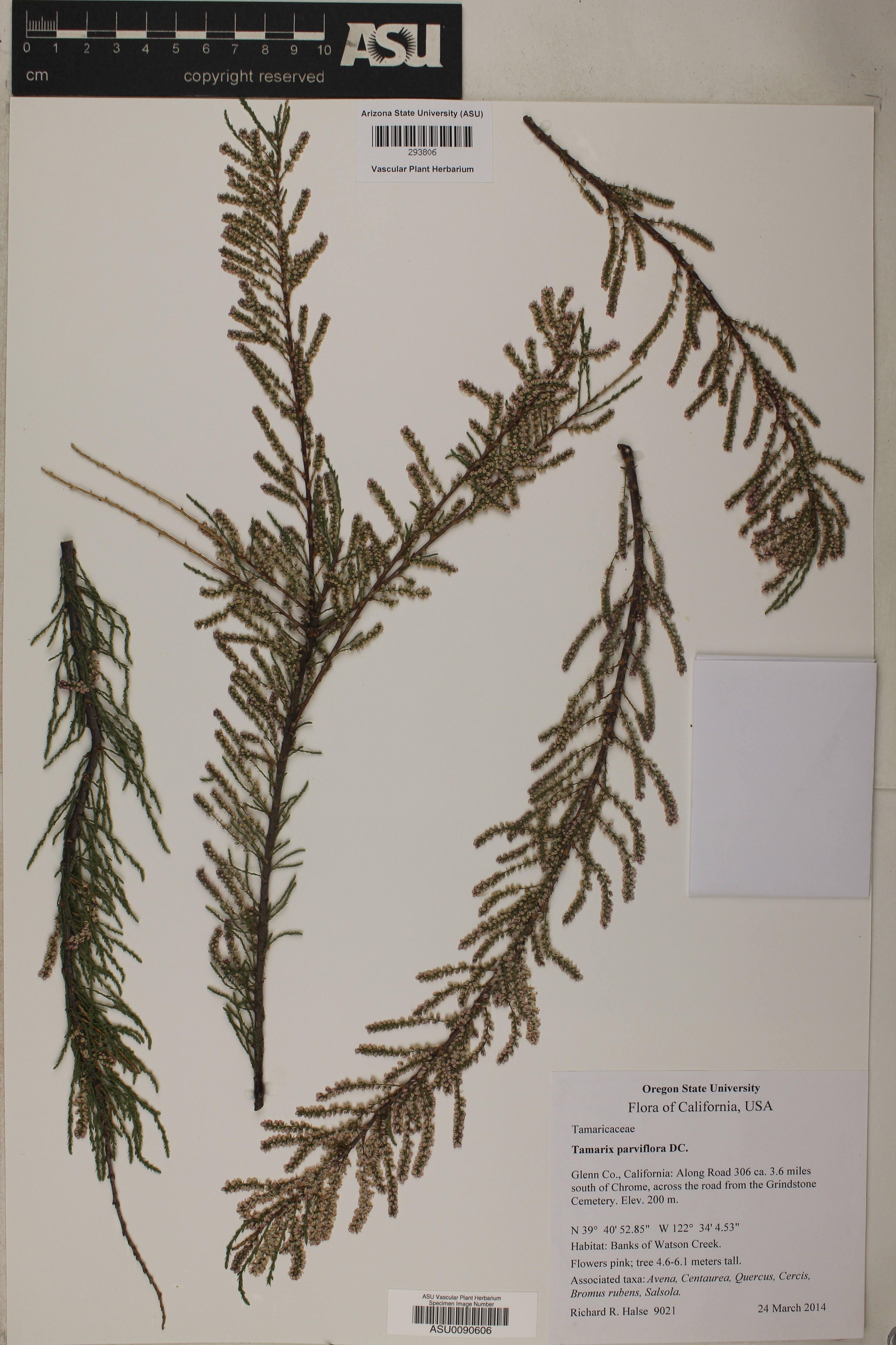 Tamarix parviflora image