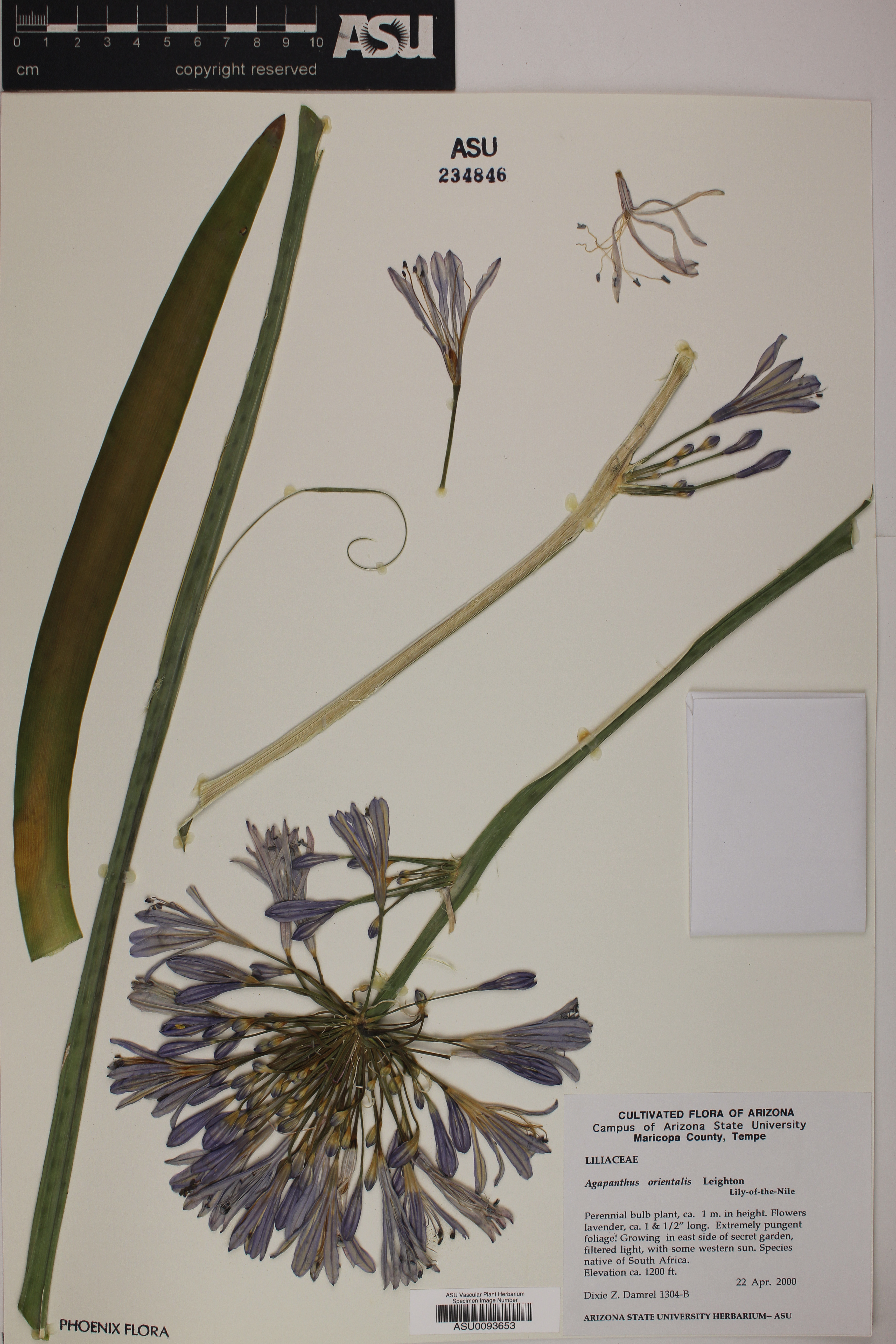 Agapanthus orientalis image