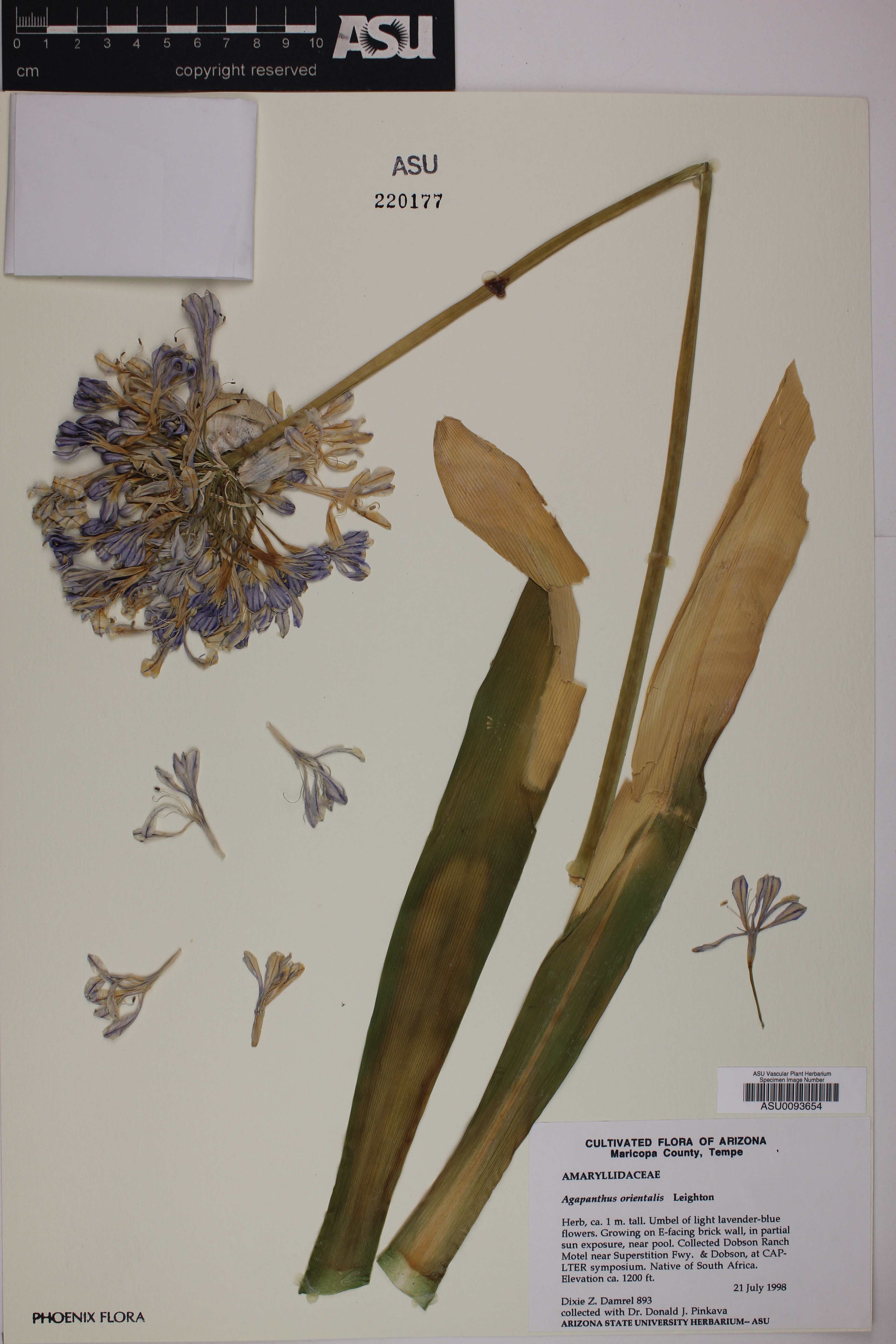 Agapanthus orientalis image