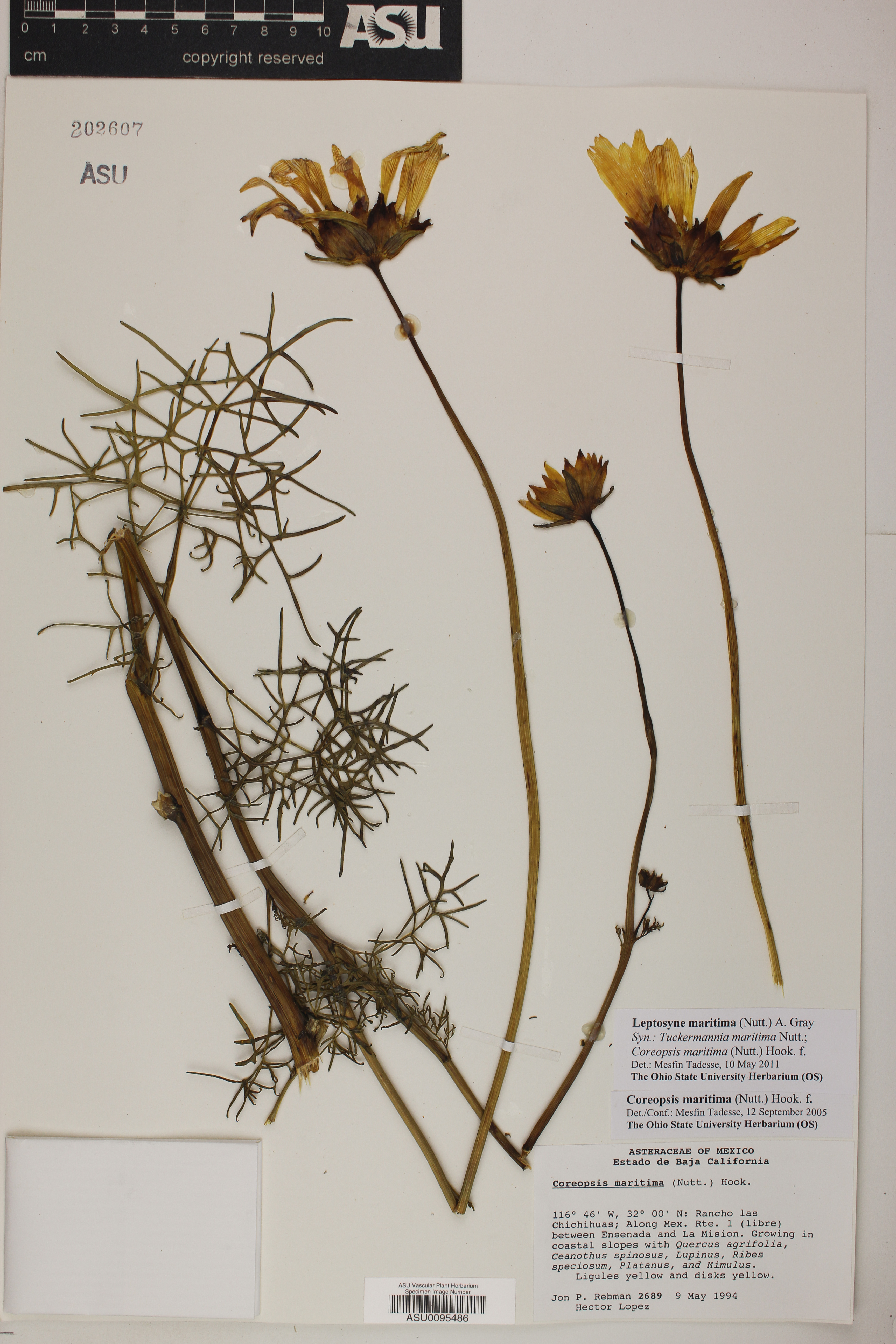 Coreopsis maritima image