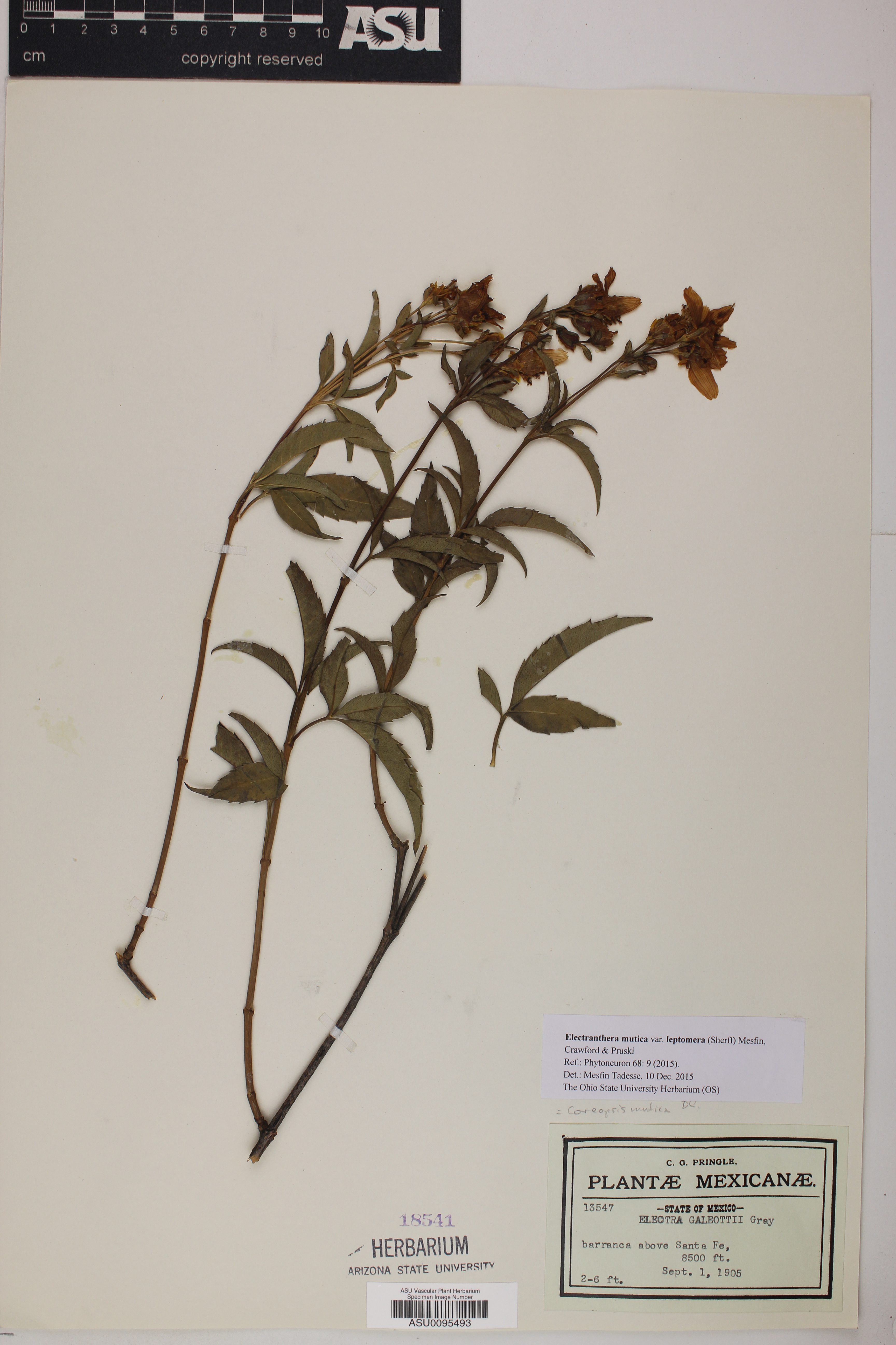 Electranthera mutica var. leptomera image