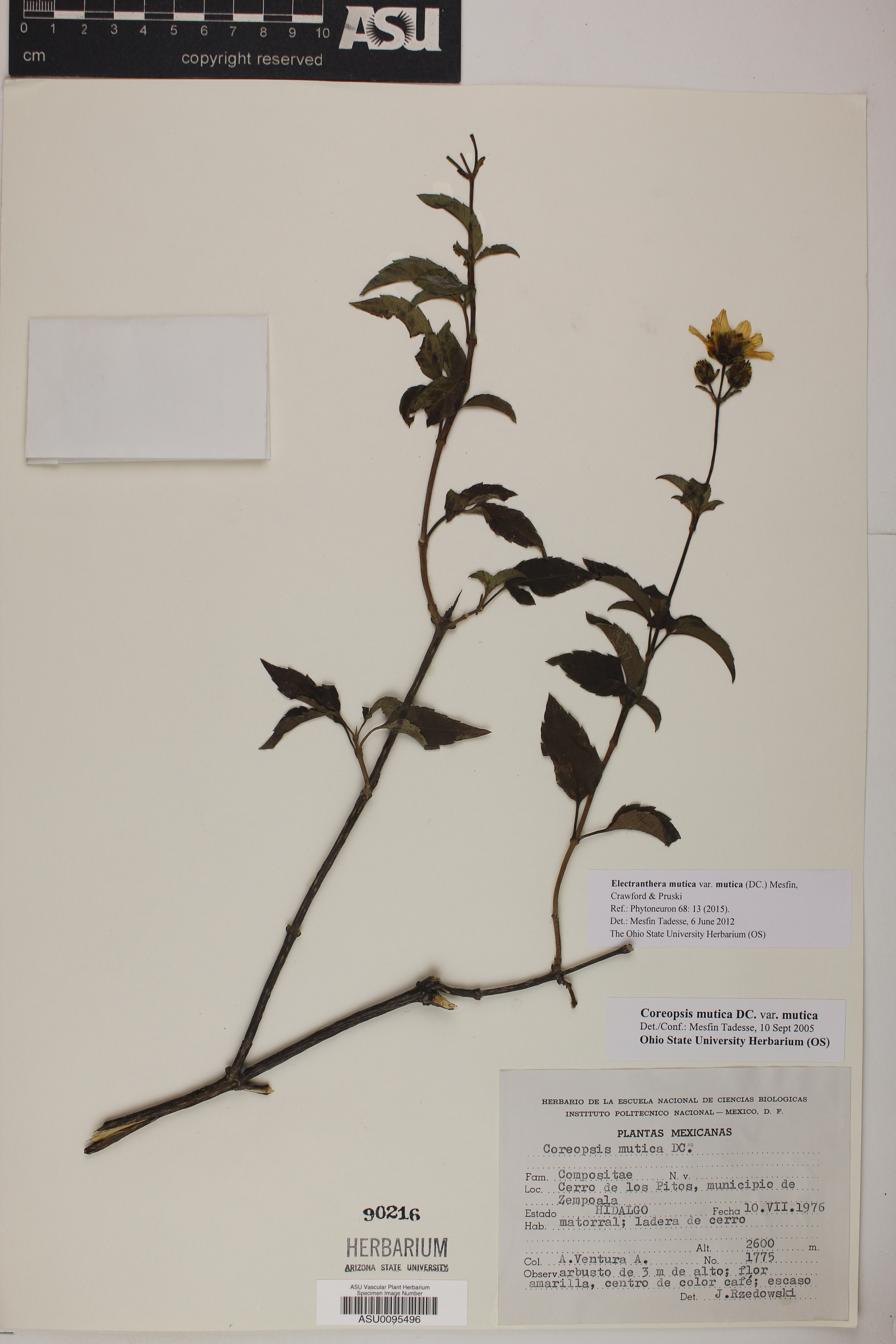 Electranthera mutica var. mutica image