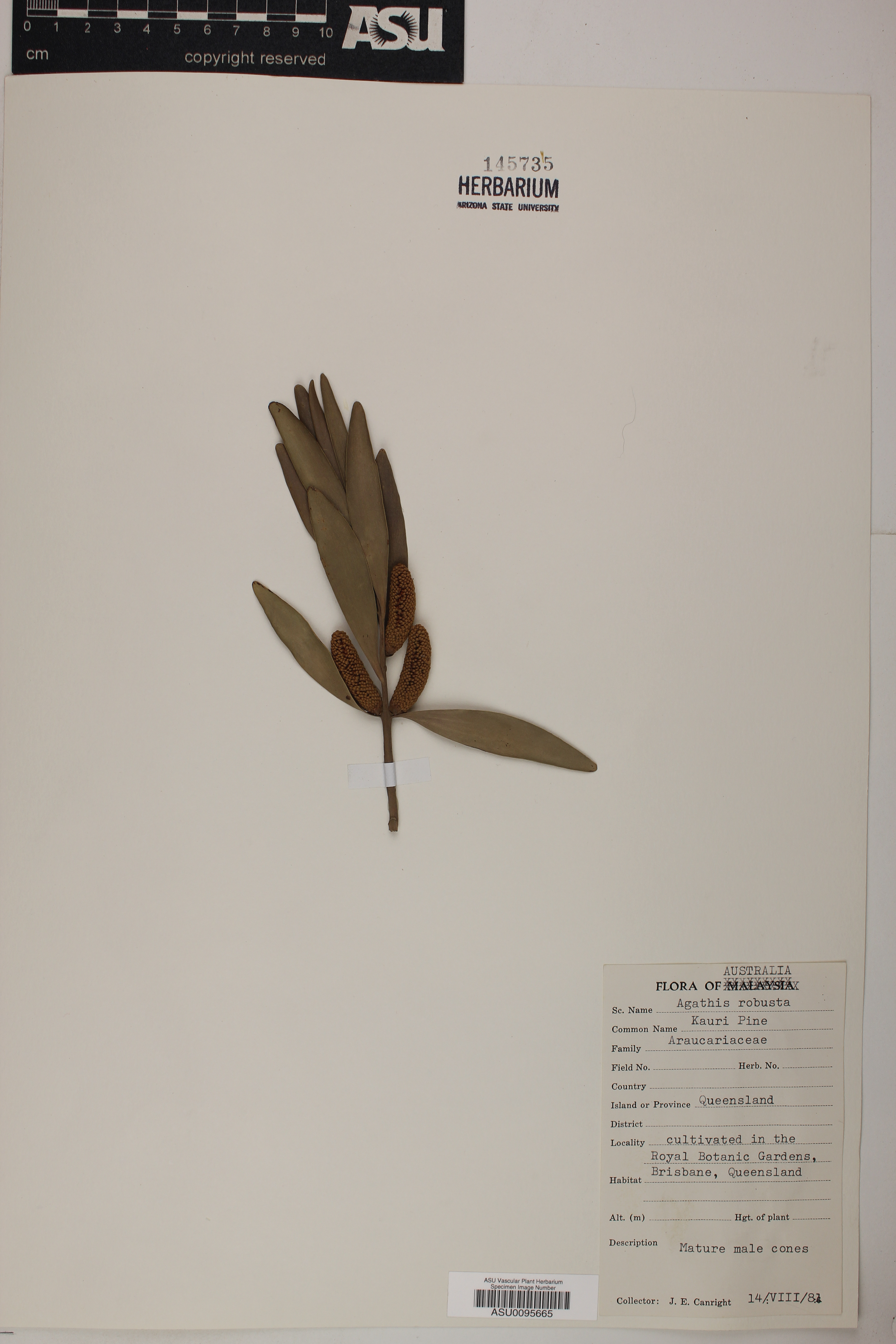 Agathis robusta image