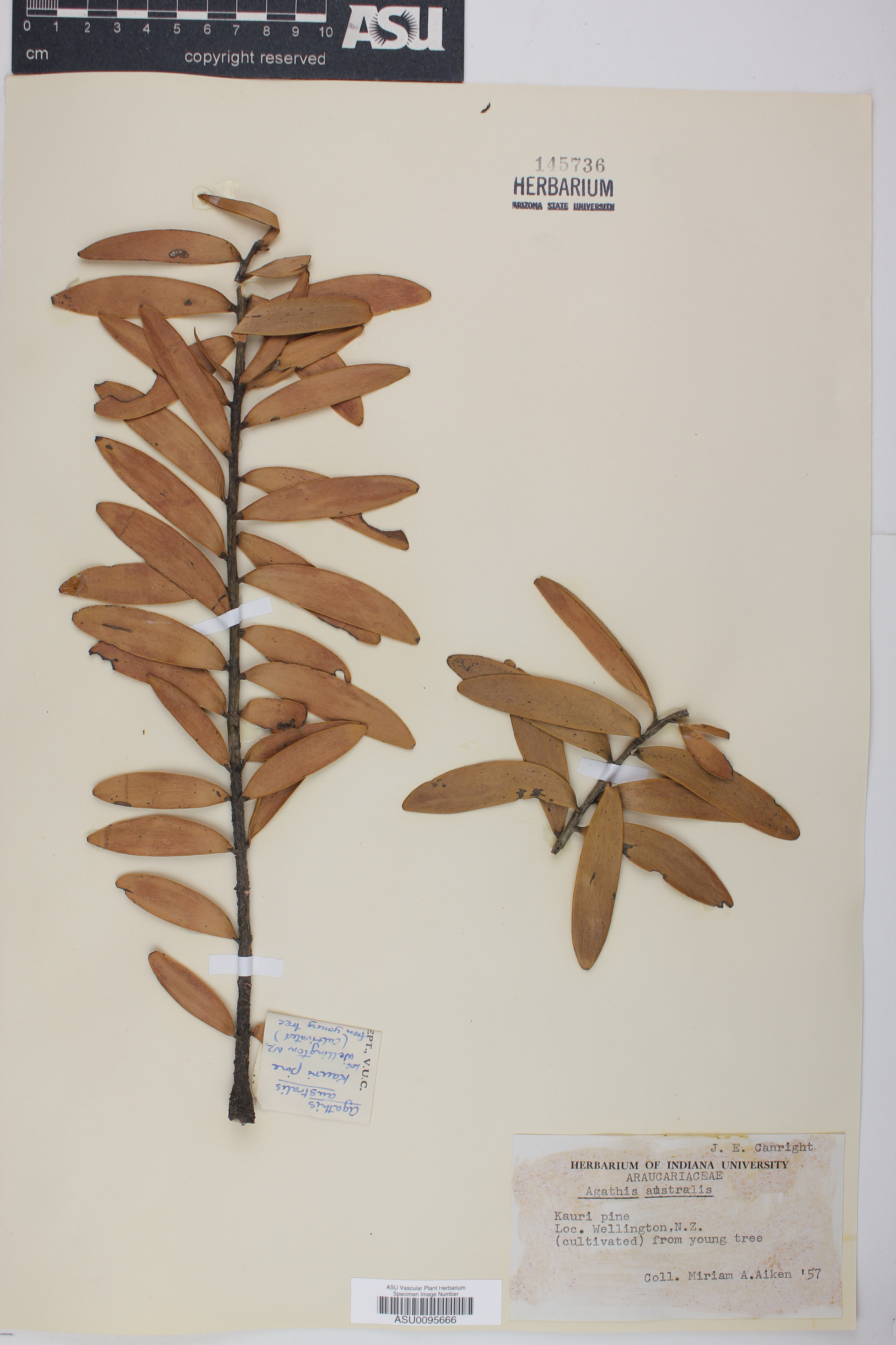 Agathis australis image