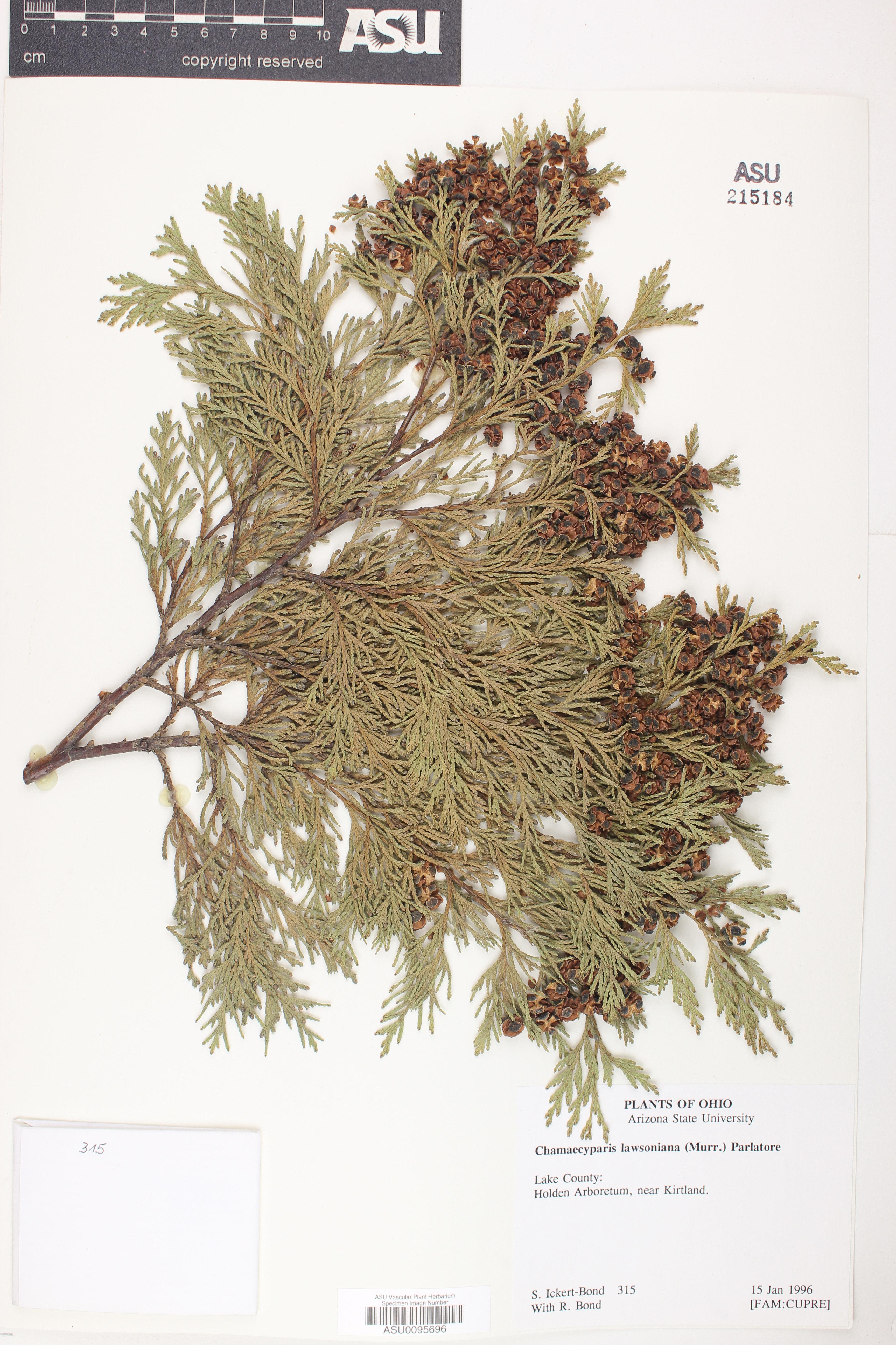 Chamaecyparis lawsoniana image