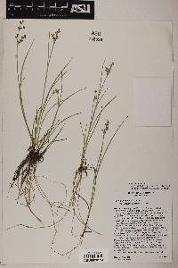 Juncus articulatus image