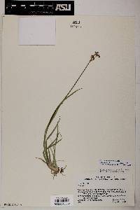 Juncus ensifolius var. montanus image