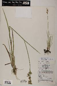 Juncus ensifolius var. montanus image