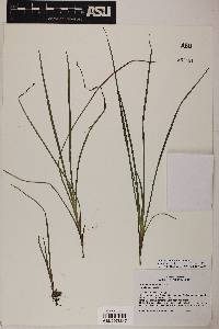 Juncus ensifolius var. montanus image