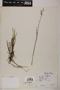 Juncus ensifolius var. montanus image