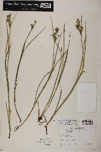 Juncus brevicaudatus image