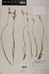 Juncus ensifolius var. montanus image