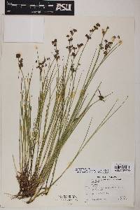 Juncus articulatus image