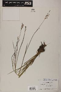 Juncus ensifolius var. montanus image