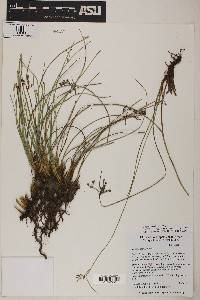Juncus balticus subsp. mexicanus image