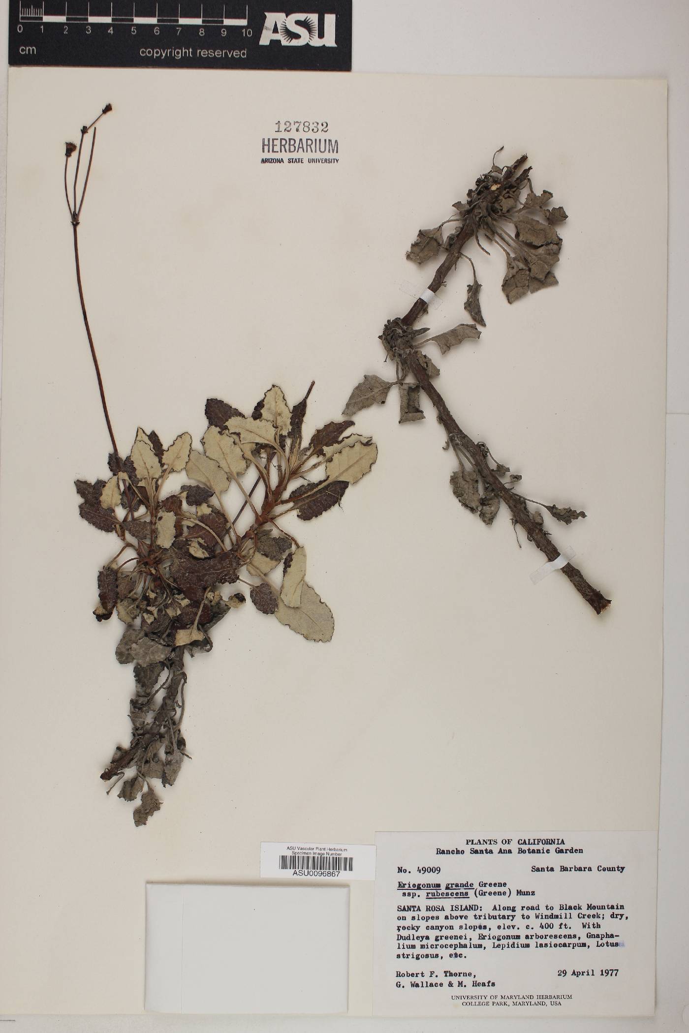 Eriogonum grande subsp. rubescens image