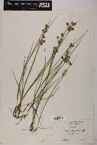 Juncus nodosus image