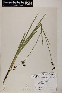 Juncus ensifolius var. montanus image