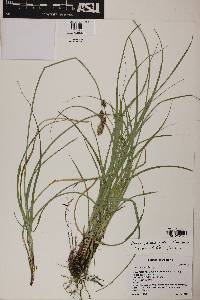 Carex agrostoides image