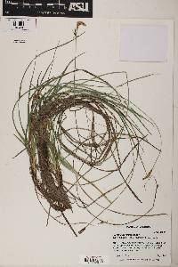 Carex curatorum image