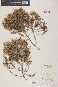 Cupressus torulosa image