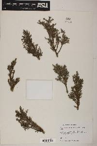 Juniperus chinensis image