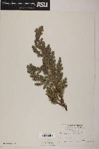 Juniperus chinensis image