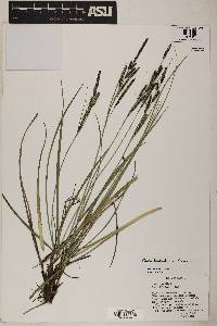 Carex lenticularis image