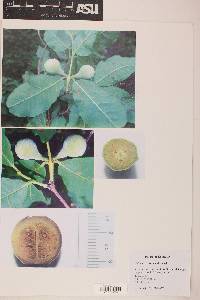 Psidium rostratum image
