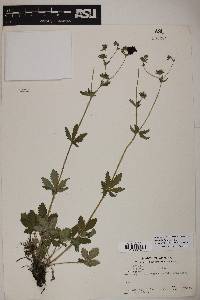 Potentilla thurberi image