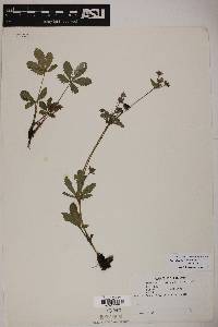 Potentilla thurberi var. thurberi image