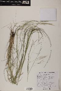 Aristida ternipes var. gentilis image