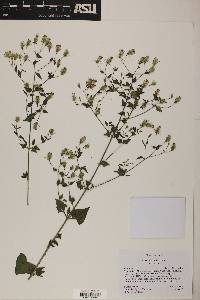 Brickellia coulteri image