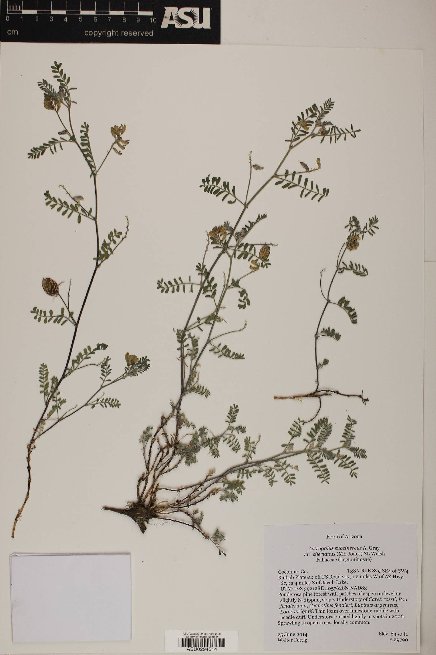 Astragalus subcinereus var. sileranus image