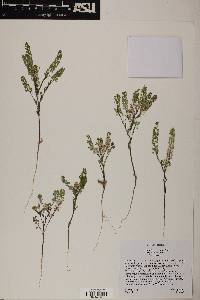 Lepidium lasiocarpum var. lasiocarpum image